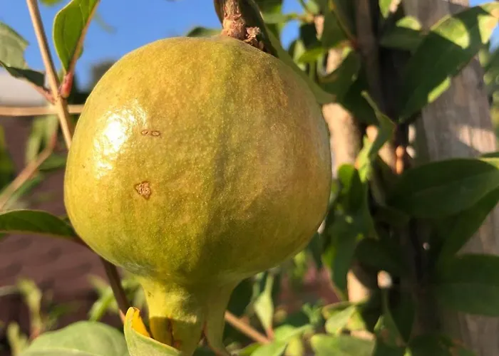 Eirene House Tatil Evi *